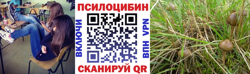 сколько стоит  Сальск  ОМГ ОМГ tor  Галлюциногенные грибы Psilocybine cubensis 